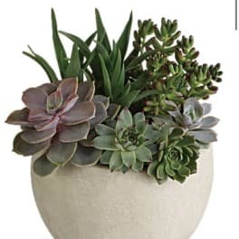 Succulent arrangement in a round beige pot