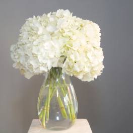 White hydrangeas in a clear glass vase