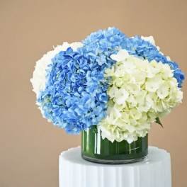 Blue and white hydrangeas arranged in a glass vase