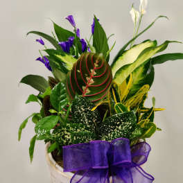 Potted tropical plant arrangement with purple flowers and a purple ribbon