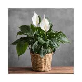 Peace Lily