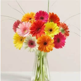 Colorful gerbera daisies in a clear glass vase