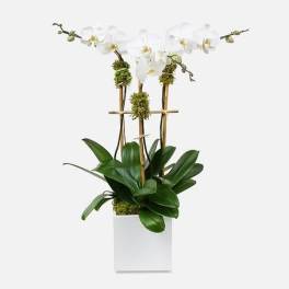 Triple Stem White Orchid Plant