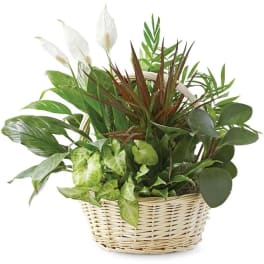 Basket planter with assorted green houseplants and white peace lily blooms