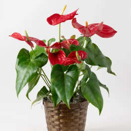 Red anthurium plant with glossy heart-shaped blooms in a brown woven basket pot