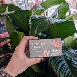 Hand holding a boxed book in front of large green plant leaves.