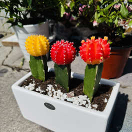 Colorful Moon Cactus Trio