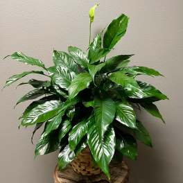 Potted peace lily plant with glossy green leaves in a woven basket