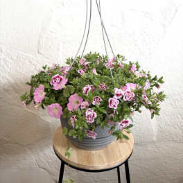 Lavender 12" Hanging Basket