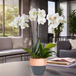 White orchid plant in a two-tone pot on a table