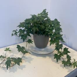 Potted ivy plant with trailing vines in a gray container