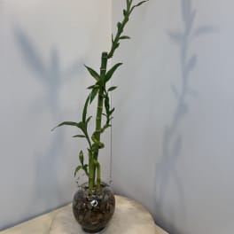 Potted lucky bamboo plant in a glass vase with stones