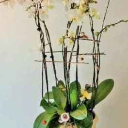 Tall orchid arrangement in a beige pot with white blooms and green leaves