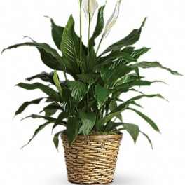 Simply Elegant Spathiphyllum (Peace Lily) - Medium