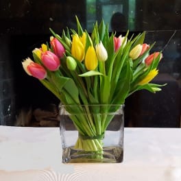 Bouquet of multicolored tulips in a clear square vase