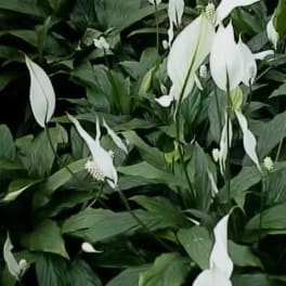 White peace lilies among dense green foliage