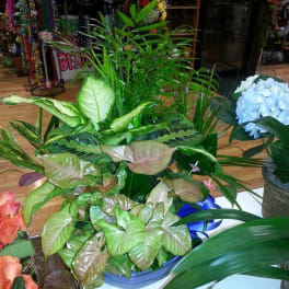Tropical potted plant arrangement with broad green leaves and a blue hydrangea cluster