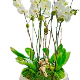 Rustic Orchid Plant