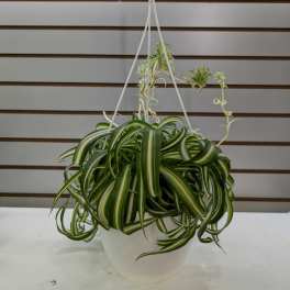 Hanging potted spider plant in a white container