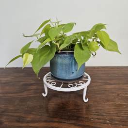 Potted green houseplant in a blue ceramic pot on a white stand