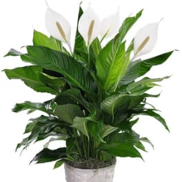 White peace lilies in a woven basket planter
