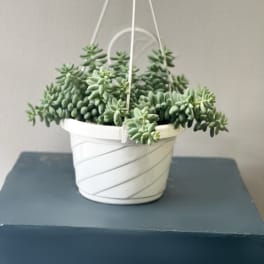 Hanging white pot filled with green succulent plants