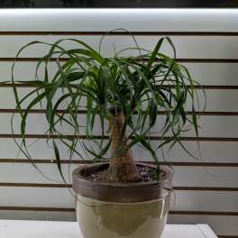 Potted ponytail palm in a ceramic planter