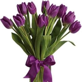 Passionate Purple Tulips