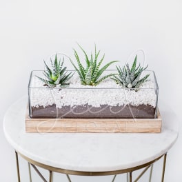 Three small succulents in a glass planter with white stones