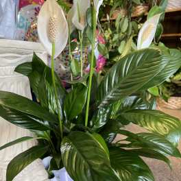 Peace Lily Plant