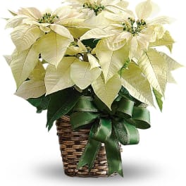 White poinsettia arrangement in a woven basket with a green ribbon