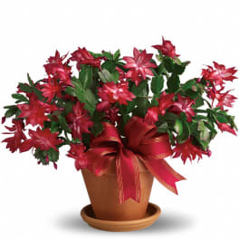 Potted Christmas cactus with red blooms and a red ribbon bow
