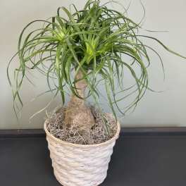 Potted ponytail palm in a woven basket planter