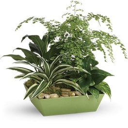 Mixed green houseplants in a rectangular green planter with stones