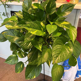 Pothos Plant