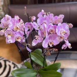 Pink orchids in a white pot with broad green leaves