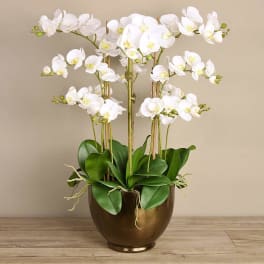 White orchid arrangement in a bronze pot