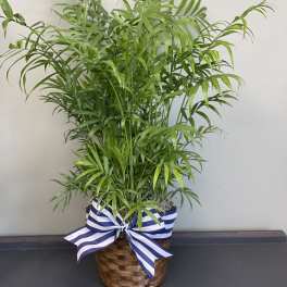 Potted palm plant in a woven basket with a blue-and-white ribbon