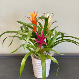 Potted bromeliad plant with pink, orange, and cream blooms