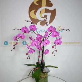 Pink orchids arranged in a glass vase with green leaves