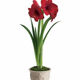 Teleflora's Merry Amaryllis