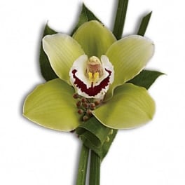 Single green orchid bloom with dark leaves
