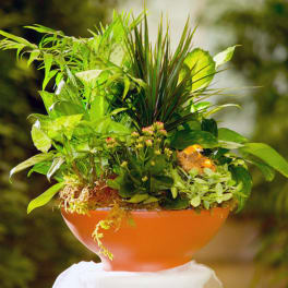 Lush green plant arrangement in an orange bowl planter