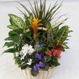 Tropical plant basket with white, purple, and pink blooms