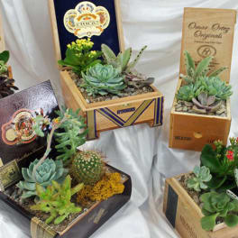 Succulent arrangements in cigar boxes with pebbles and cactus