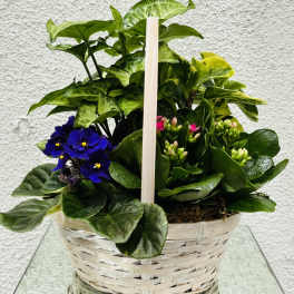 Basket of potted plants with purple flowers and pink buds