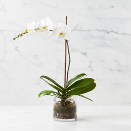 White Orchid Planter