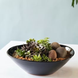Succulent Plate