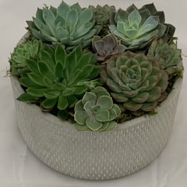 Succulent arrangement in a textured round planter