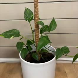 Potted green houseplant with heart-shaped leaves and a support pole